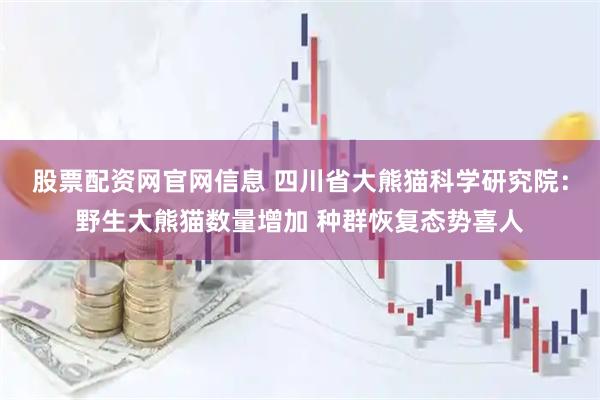 股票配资网官网信息 四川省大熊猫科学研究院：野生大熊猫数量增加 种群恢复态势喜人